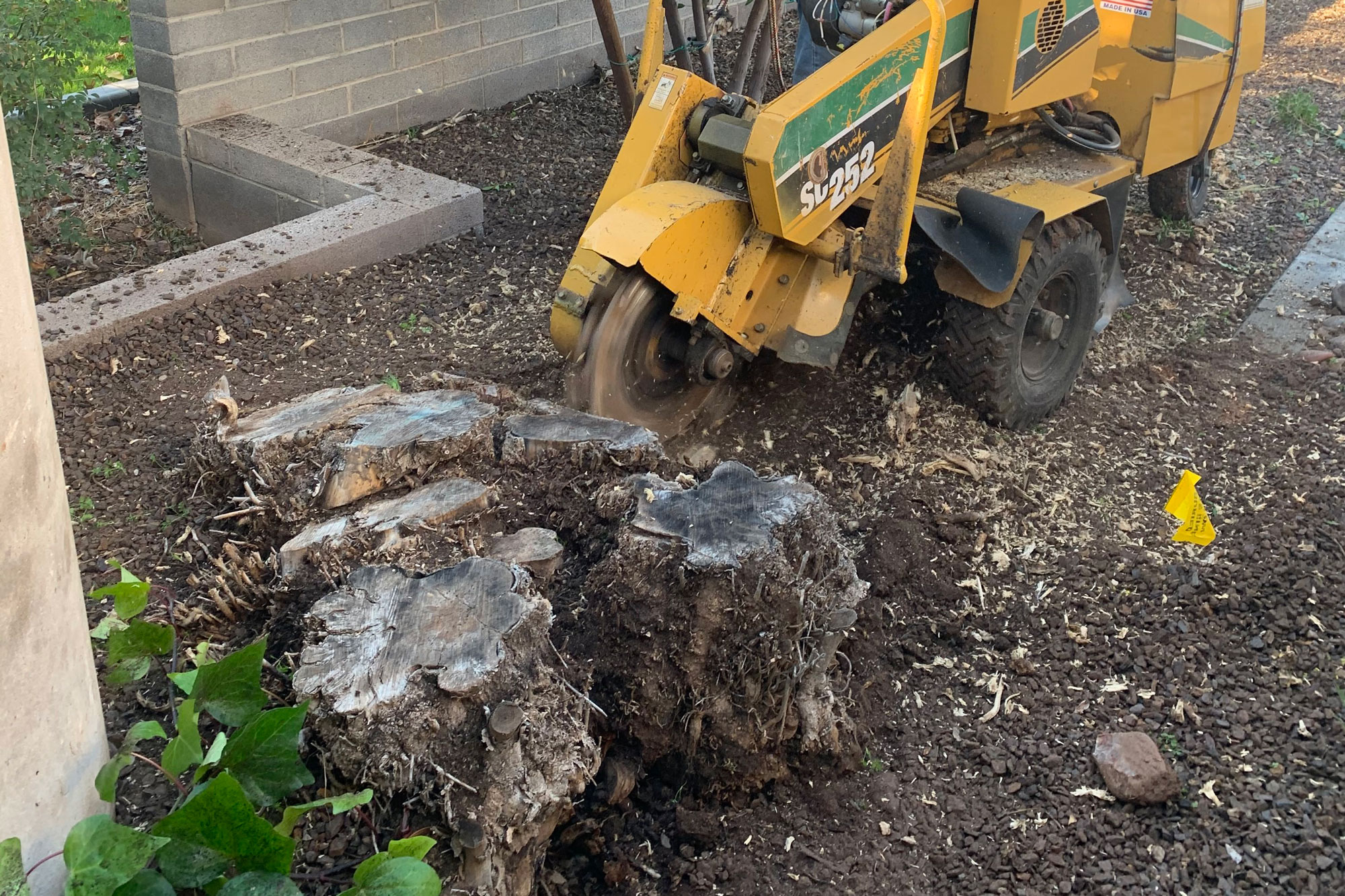 Professional stump grinder removing tree stump in Phoenix