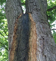 Slime Flux tree disease symptoms diagnosed by Harris & Sons certified arborists in Phoenix