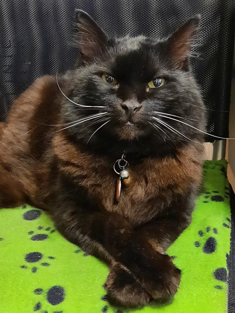 Charlie the Cat