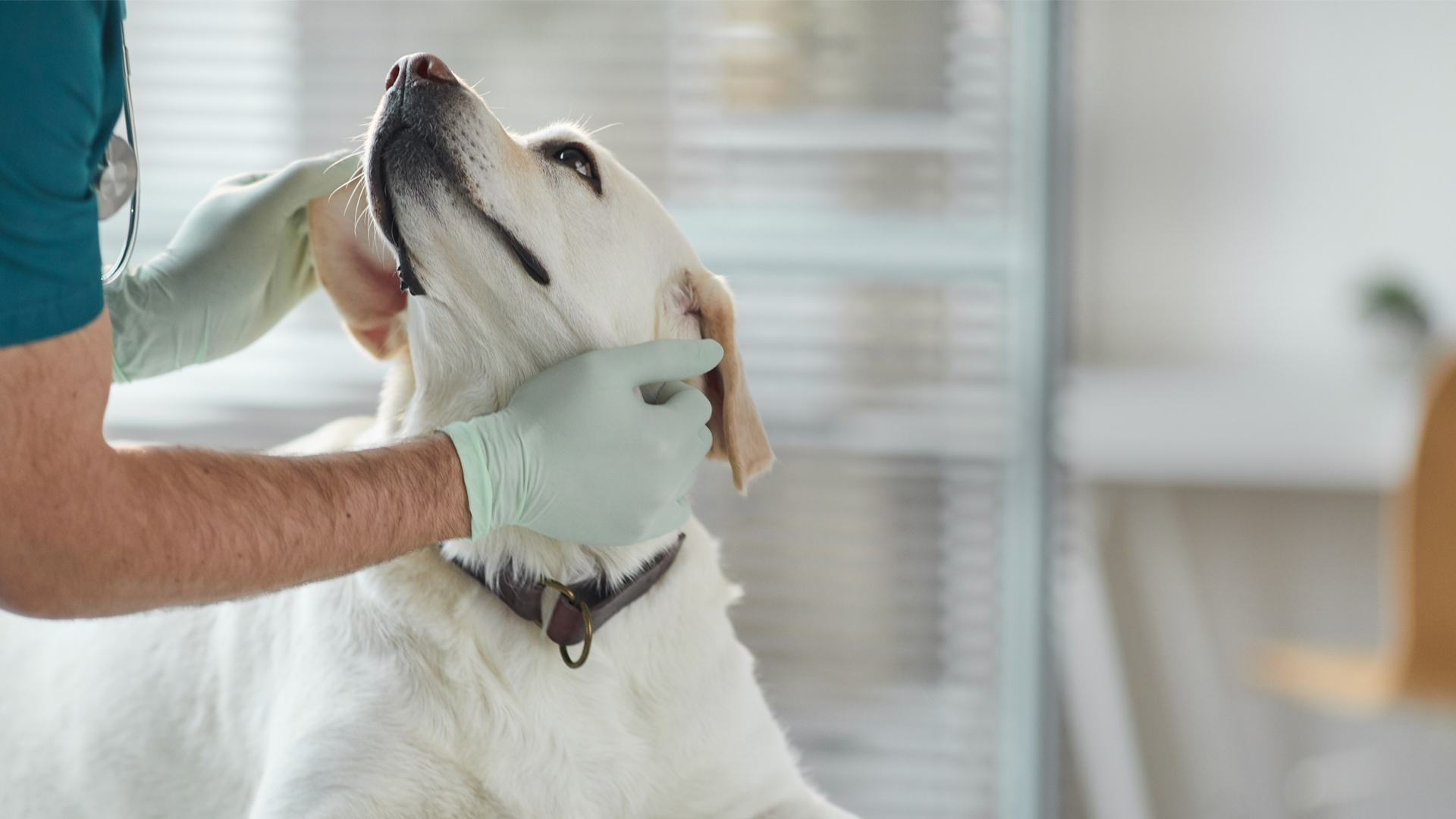 Vet examining a dog at Menlyn Vet Practice