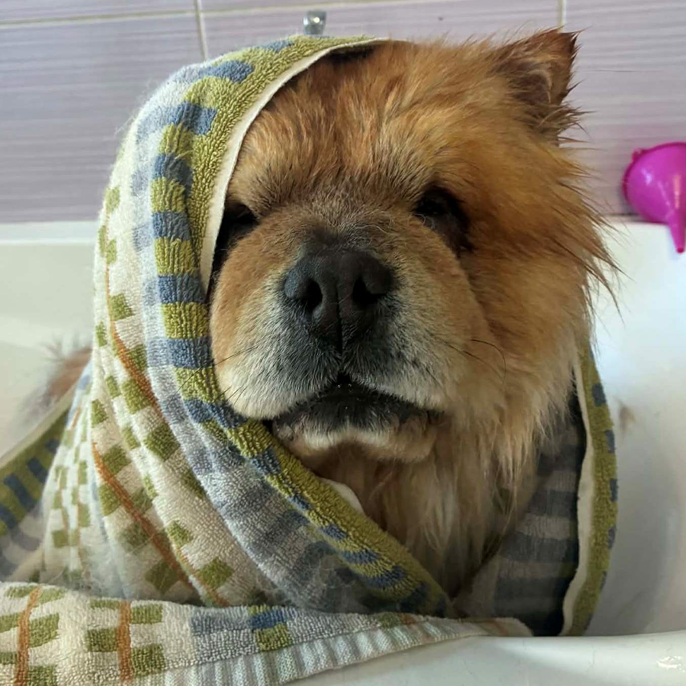 Kutyus törölközőben
