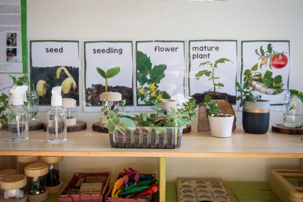 Growing plants and seedlings