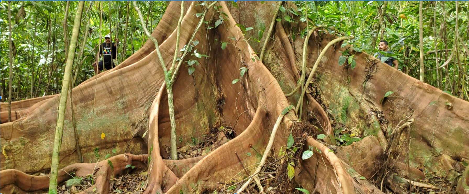 The Guardian Tree, Ceiba pentandra