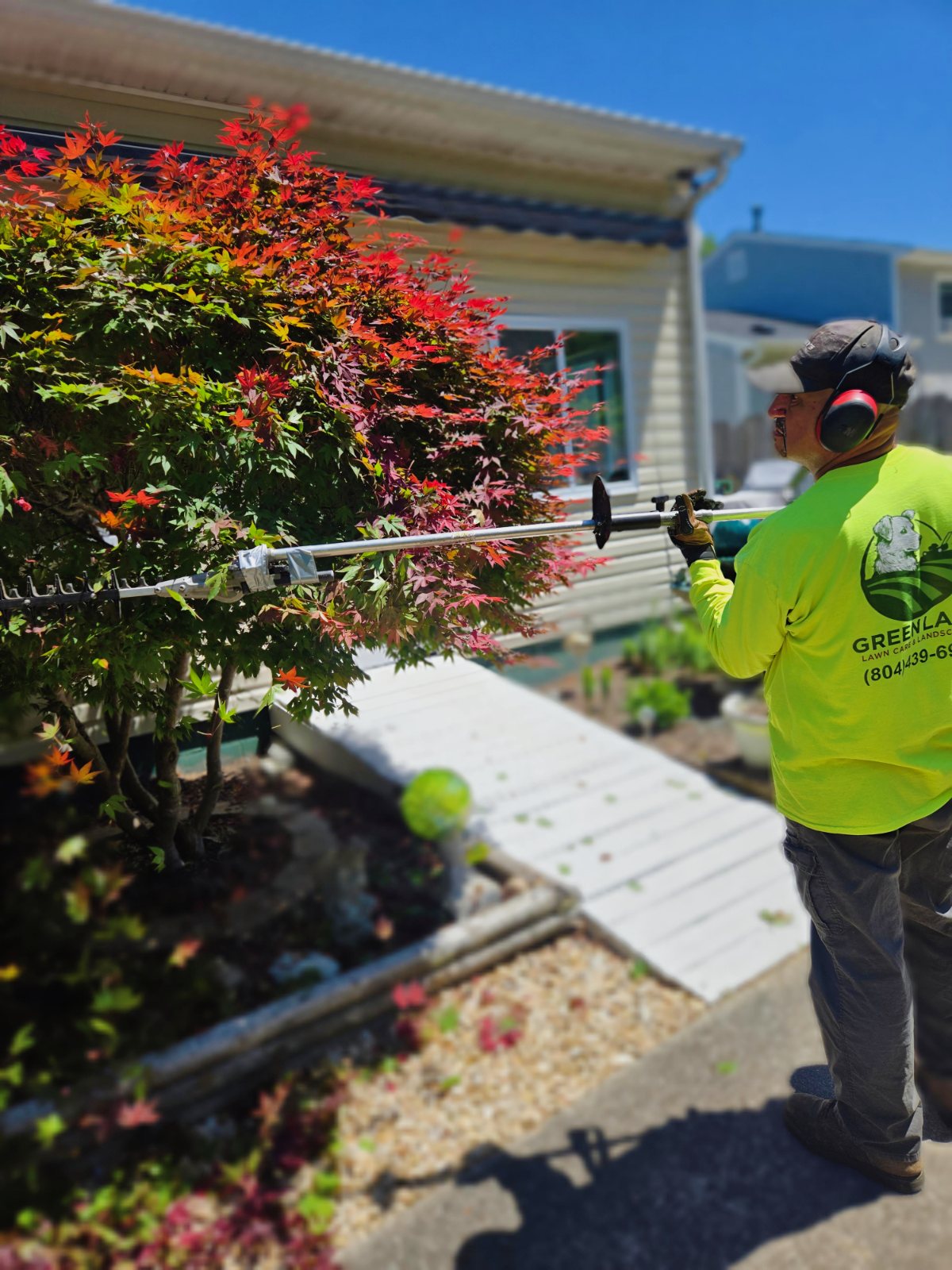 Shaping a Japanese maple