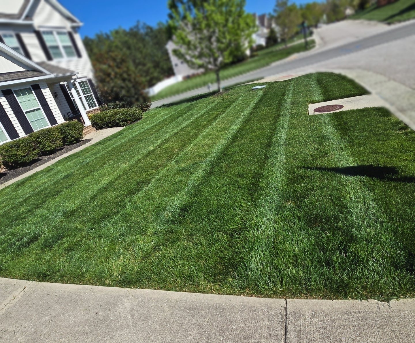 Striped front lawn, Midlothian