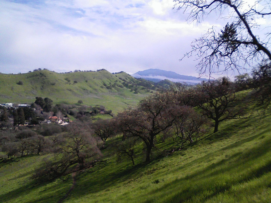 Pest Control service for Walnut Creek homes and businesses
