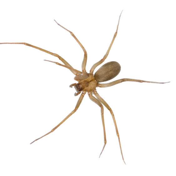 Brown Recluse Spider