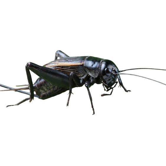 Crickets