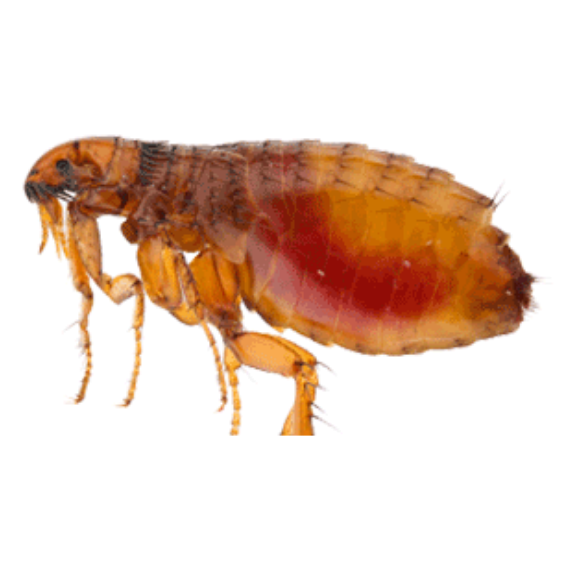 Fleas
