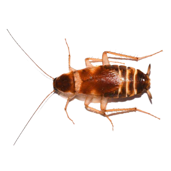 Brown-Banded Cockroach