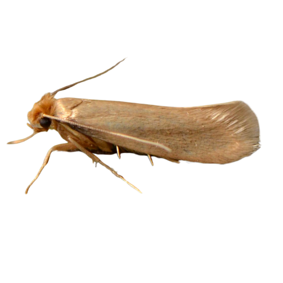 Clothes Moth