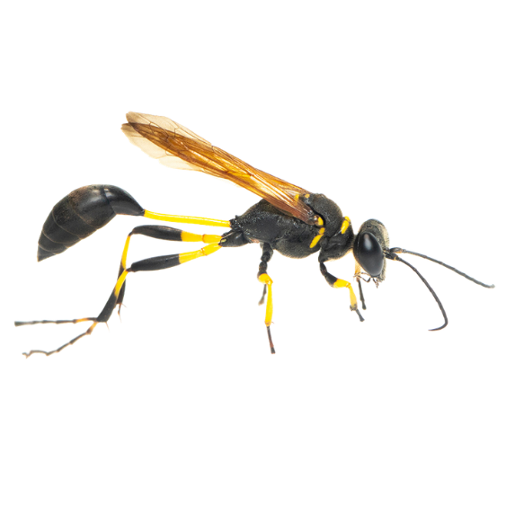 Mud Dauber