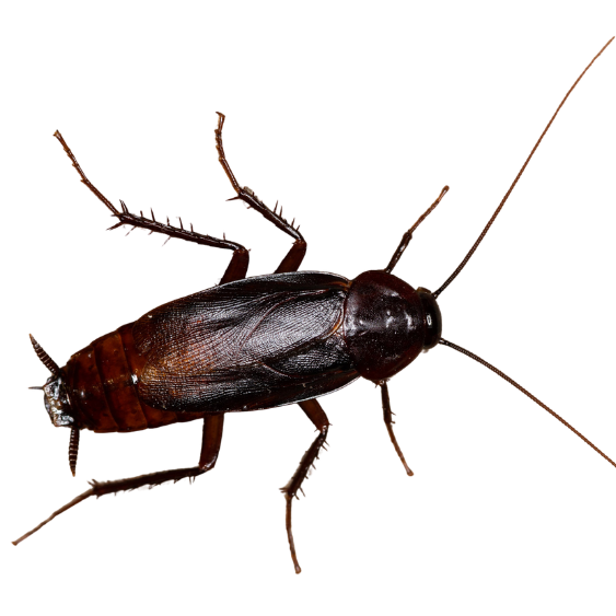 Oriental Cockroach