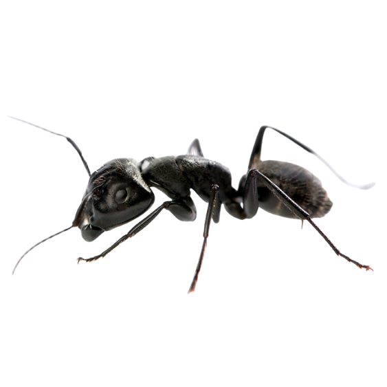 Carpenter Ants