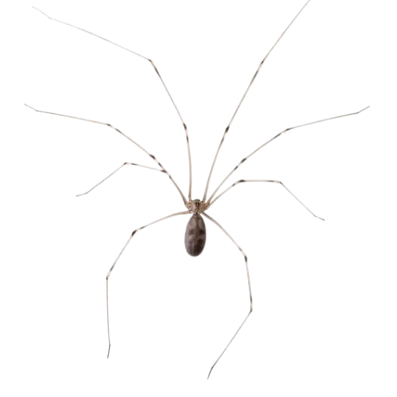 Cellar Spider