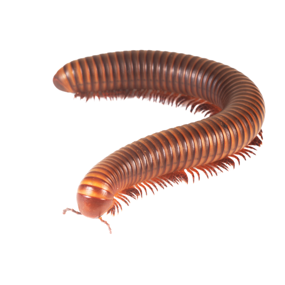 Millipedes