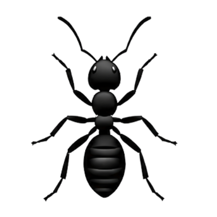Ant