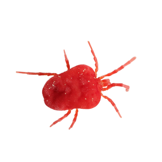Clover Mite