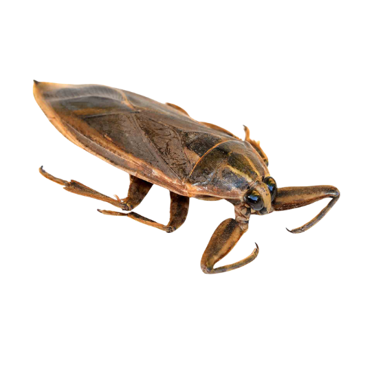 Water Bug