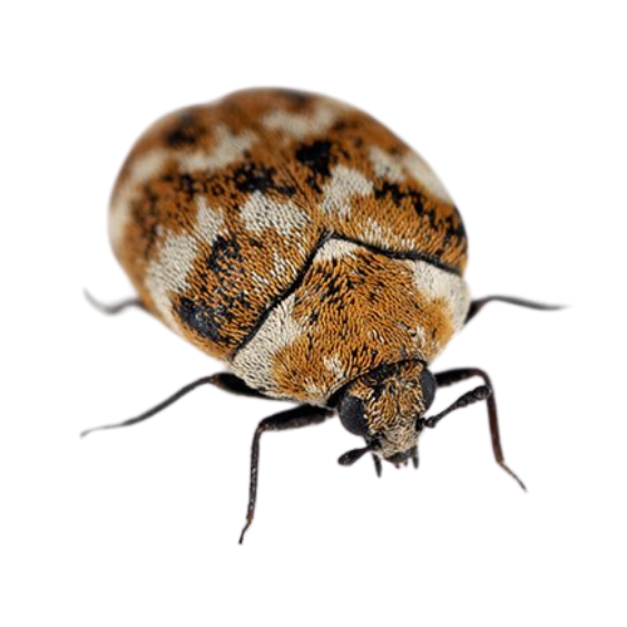 Carpet Beetle