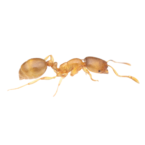 Thief Ant