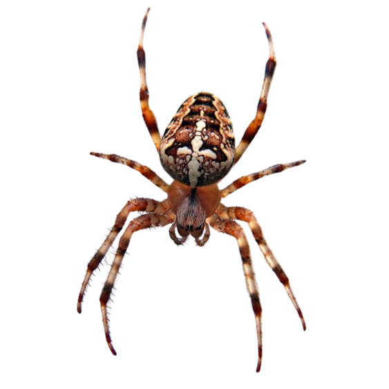 Orb Weaver Spider