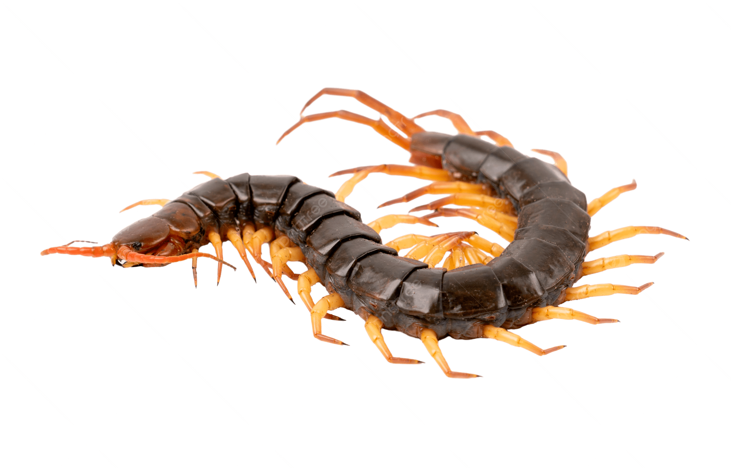 Centipedes