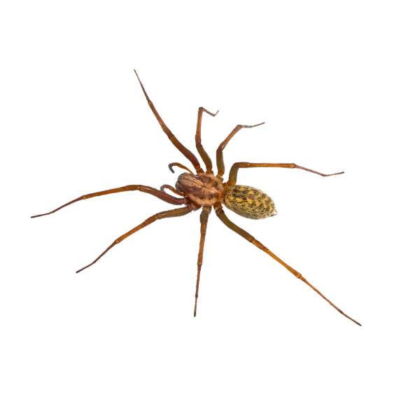 Hobo Spider