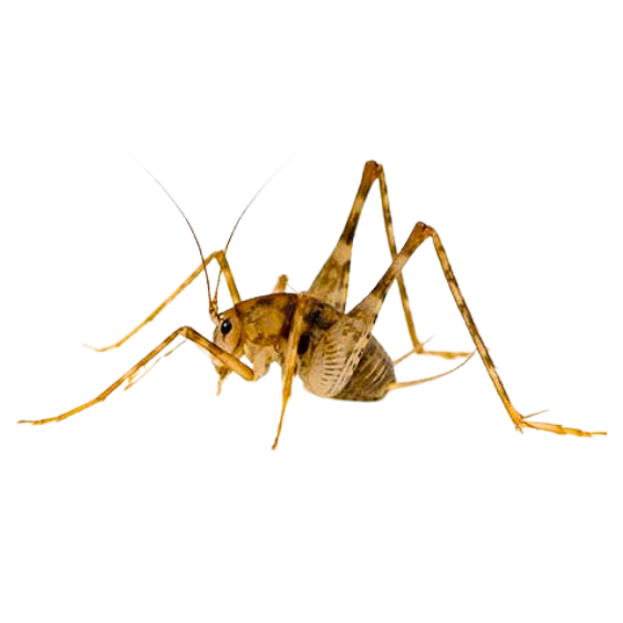 Camel Cricket