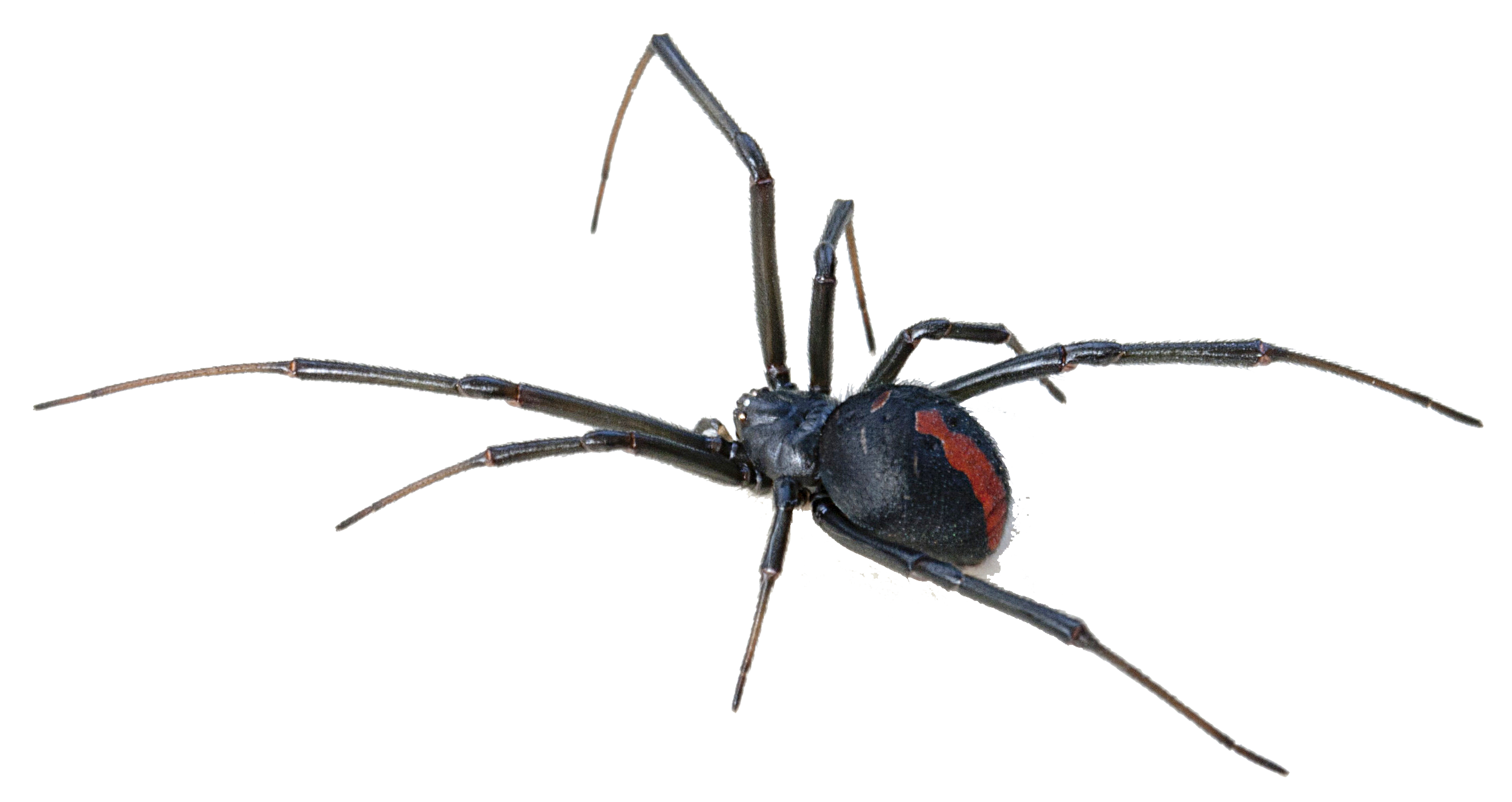 Black Widow Spider