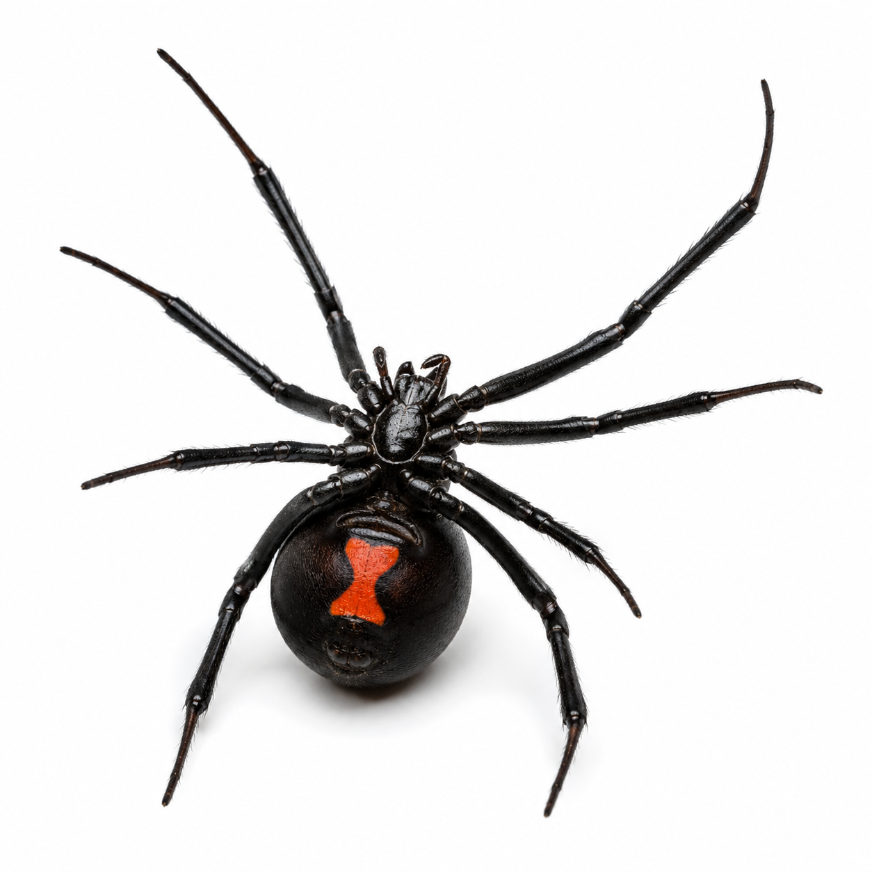 Western Black Widow