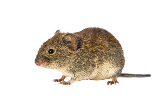 Voles