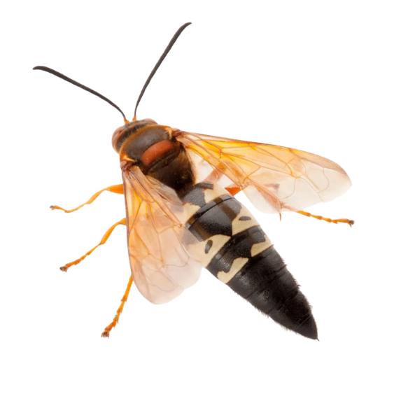 Cicada Killers