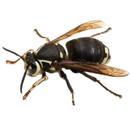 Bald-Faced Hornet