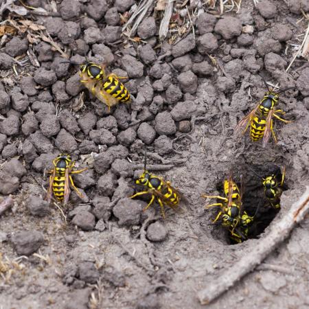 Yellow jackets entering the ground