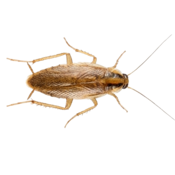 German Cockroach