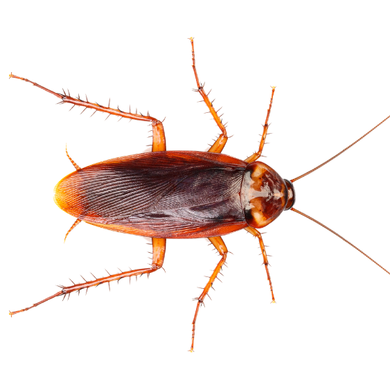 Smoky Brown Cockroach