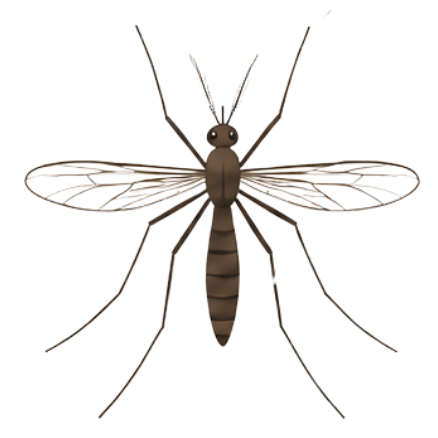 Mosquito
