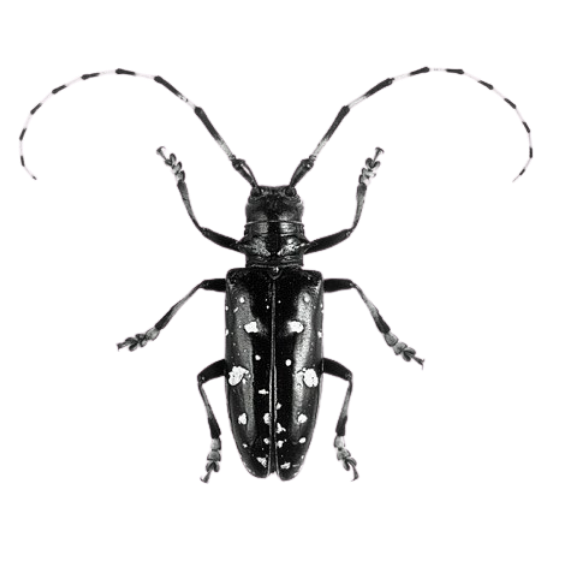 Asian Longhorn Beetle
