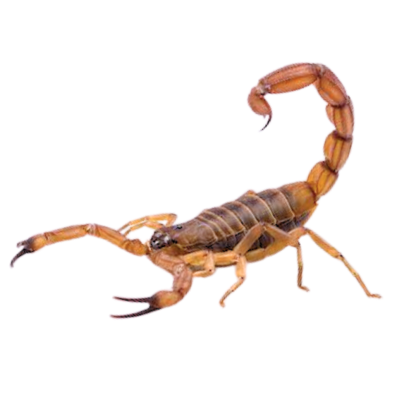 Scorpions