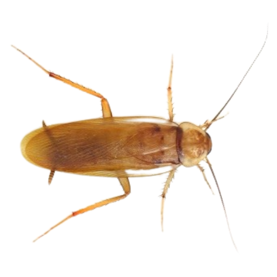 Turkestan Cockroach