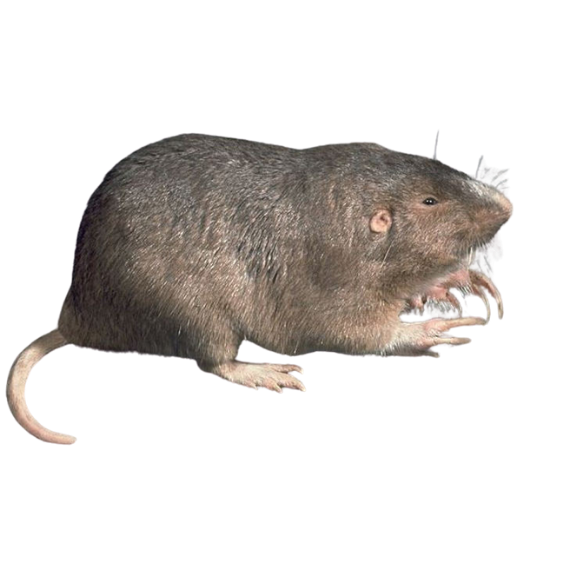 Gophers