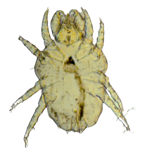 Mites