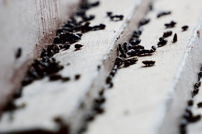 Mouse droppings