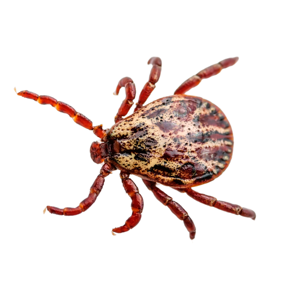 Ticks