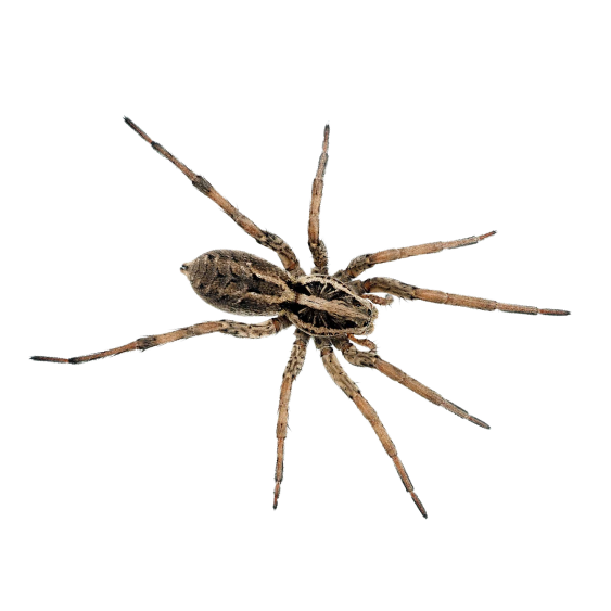 Wolf Spider