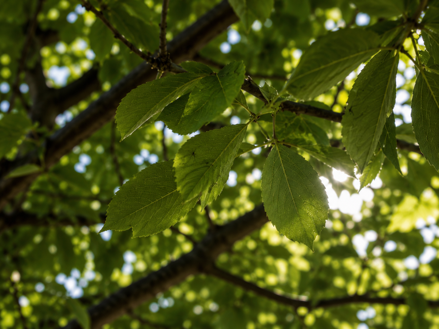 Overhanging Trees