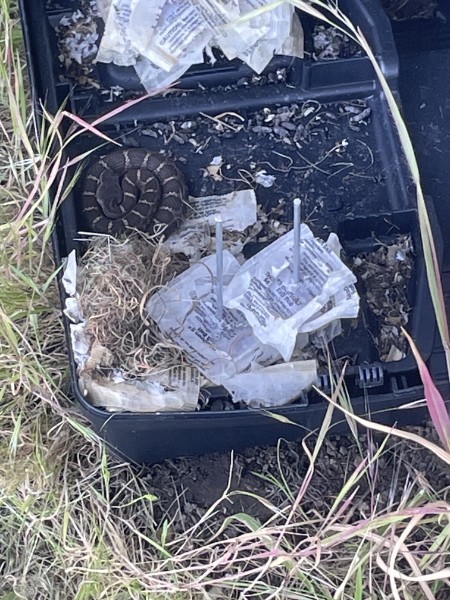 Rodent monitoring station