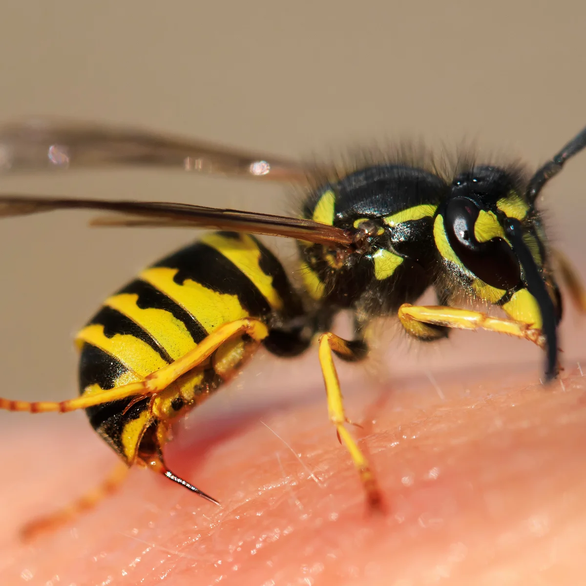 SWARM