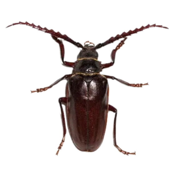 Prionus Longhorn Beetle